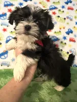 River, a male Yorkshire Terrier for sale in Laurel, MS – Photo 5 of 8