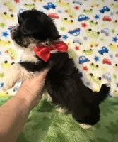 River, a male Yorkshire Terrier for sale in Laurel, MS – Photo 8 of 8