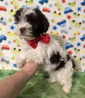 Karter, a male Yorkshire Terrier for sale in Laurel, MS – Photo 5 of 9