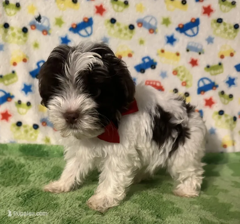 Karter – Yorkshire Terrier puppy for sale in Laurel, MS