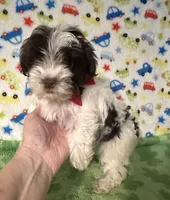 Karter, a male Yorkshire Terrier for sale in Laurel, MS – Photo 6 of 9