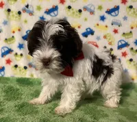 Karter, a male Yorkshire Terrier for sale in Laurel, MS – Photo 2 of 9