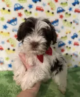 Karter, a male Yorkshire Terrier for sale in Laurel, MS – Photo 4 of 9