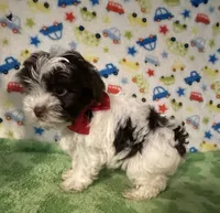 Karter, a male Yorkshire Terrier for sale in Laurel, MS – Photo 7 of 9