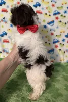 Karter, a male Yorkshire Terrier for sale in Laurel, MS – Photo 9 of 9