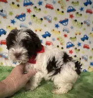 Karter, a male Yorkshire Terrier for sale in Laurel, MS – Photo 8 of 9