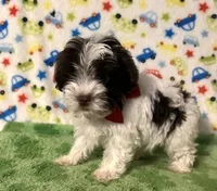 Karter, a male Yorkshire Terrier for sale in Laurel, MS – Photo 3 of 9