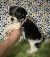 Dawson, a male Maltese and Morkie for sale in Laurel, MS – 3 of 6