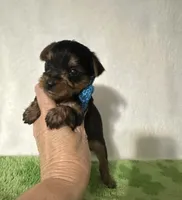 Scout, a male Yorkshire Terrier for sale in Laurel, MS – 5 of 10