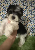 Dawson, a male Maltese and Morkie for sale in Laurel, MS – 6 of 6