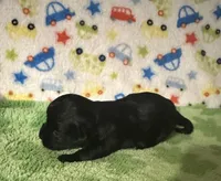 Milo , a female Morkie for sale in Laurel, MS – Photo 5 of 6