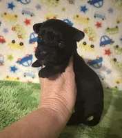 Milo , a female Morkie for sale in Laurel, MS – Photo 4 of 6