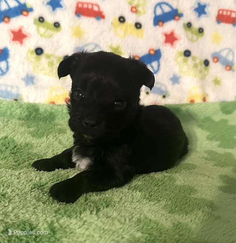 Milo  – Morkie puppy for sale in Laurel, MS
