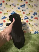 Milo , a female Morkie for sale in Laurel, MS – Photo 3 of 6