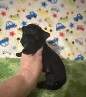 Milo , a female Morkie for sale in Laurel, MS – Photo 6 of 6