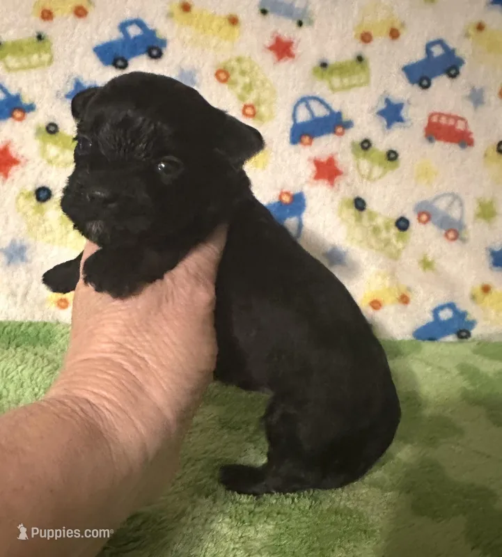 Milo  – Morkie puppy for sale in Laurel, MS