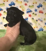 Milo , a female Morkie for sale in Laurel, MS – Photo 1 of 6