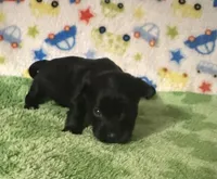 Milo , a female Morkie for sale in Laurel, MS – Photo 2 of 6