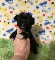 Darby , a male Shih Tzu for sale in Laurel, MS – Photo 2 of 5