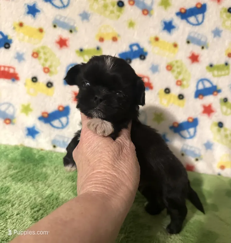 Darby  – Shih Tzu puppy for sale in Laurel, MS
