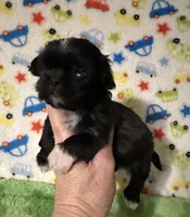 Darby , a male Shih Tzu for sale in Laurel, MS – Photo 3 of 5