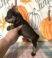 Paisley , a female Miniature Schnauzer for sale in Laurel, MS – 5 of 8
