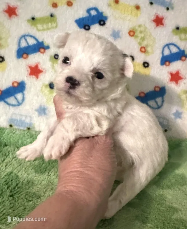 Meeko – Morkie puppy for sale in Laurel, MS