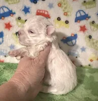 Meeko, a male Morkie for sale in Laurel, MS – Photo 4 of 8