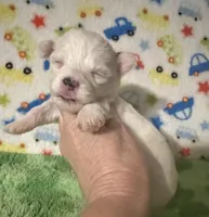 Meeko, a male Morkie for sale in Laurel, MS – Photo 5 of 8