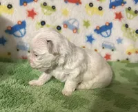 Meeko, a male Morkie for sale in Laurel, MS – Photo 2 of 8