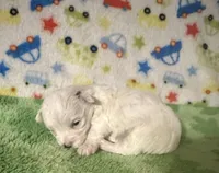 Meeko, a male Morkie for sale in Laurel, MS – Photo 3 of 8