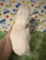 Meeko, a male Morkie for sale in Laurel, MS – Photo 8 of 8