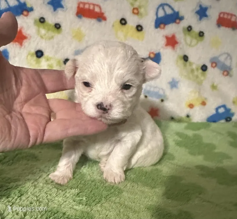 Meeko – Morkie puppy for sale in Laurel, MS