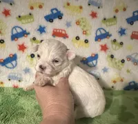 Meeko, a male Morkie for sale in Laurel, MS – Photo 6 of 8