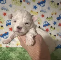 Meeko, a male Morkie for sale in Laurel, MS – Photo 7 of 8