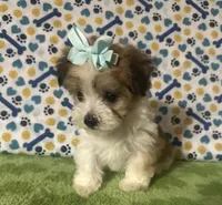 Dolly , a female Maltese and Morkie for sale in Laurel, MS – 10 of 10