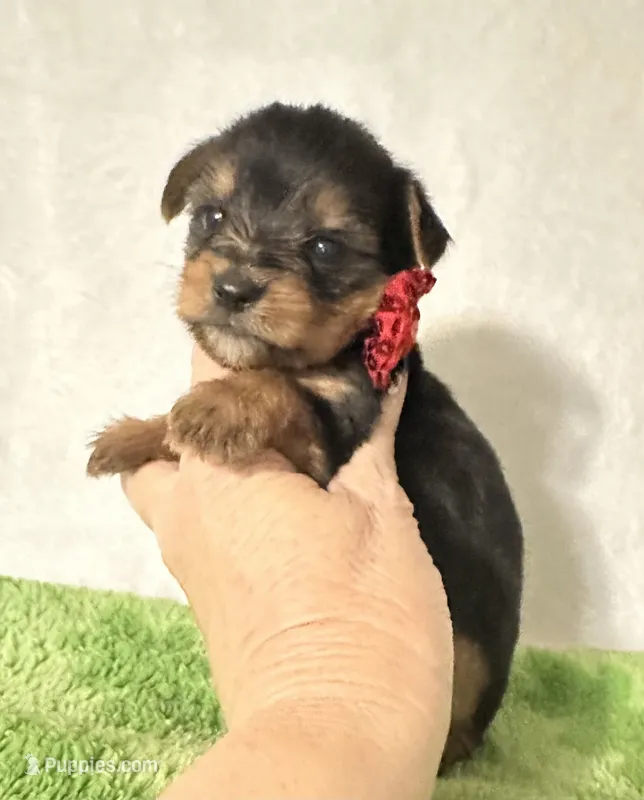 Sawyer – Yorkshire Terrier puppy for sale in Laurel, MS