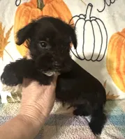 Jett, a male Miniature Schnauzer for sale in Laurel, MS – 6 of 7
