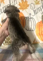Joey , a male Miniature Schnauzer for sale in Laurel, MS – 4 of 5