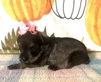 Paisley , a female Miniature Schnauzer for sale in Laurel, MS – 2 of 8