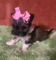 Tippy , a female Yorkshire Terrier for sale in Laurel, MS – 5 of 9