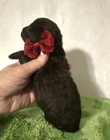Teddy, a male Poodle - Toy  for sale in Laurel, MS – 3 of 5