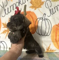 Tilly, a female Miniature Schnauzer for sale in Laurel, MS – 4 of 5