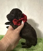 Teddy, a male Poodle - Toy  for sale in Laurel, MS – 5 of 5