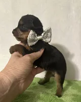 Sammy, a male Yorkshire Terrier for sale in Laurel, MS – 6 of 10
