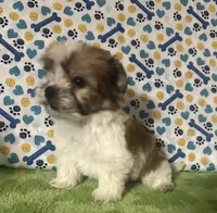 Dinky , a male Maltese and Morkie for sale in Laurel, MS – 7 of 7