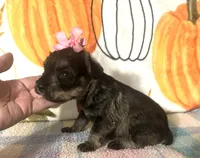 Paisley , a female Miniature Schnauzer for sale in Laurel, MS – 7 of 8