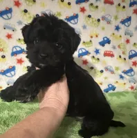 Milo , a female Morkie for sale in Laurel, MS – 2 of 7