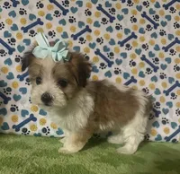 Dolly , a female Maltese and Morkie for sale in Laurel, MS – 8 of 10
