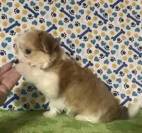 Dipper , a male Maltese and Morkie for sale in Laurel, MS – 7 of 9